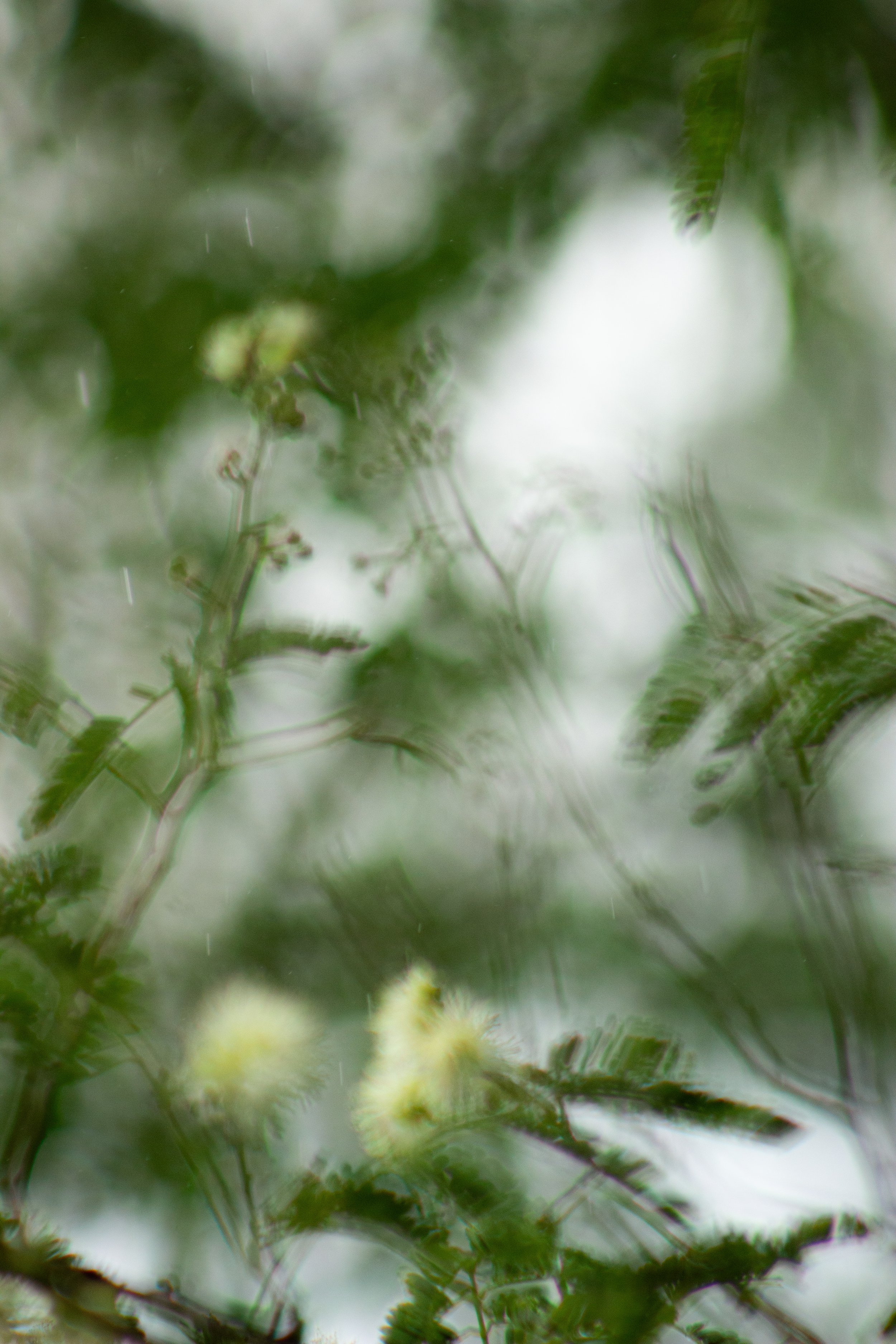 Guided Forest Therapy Sessions : Individual