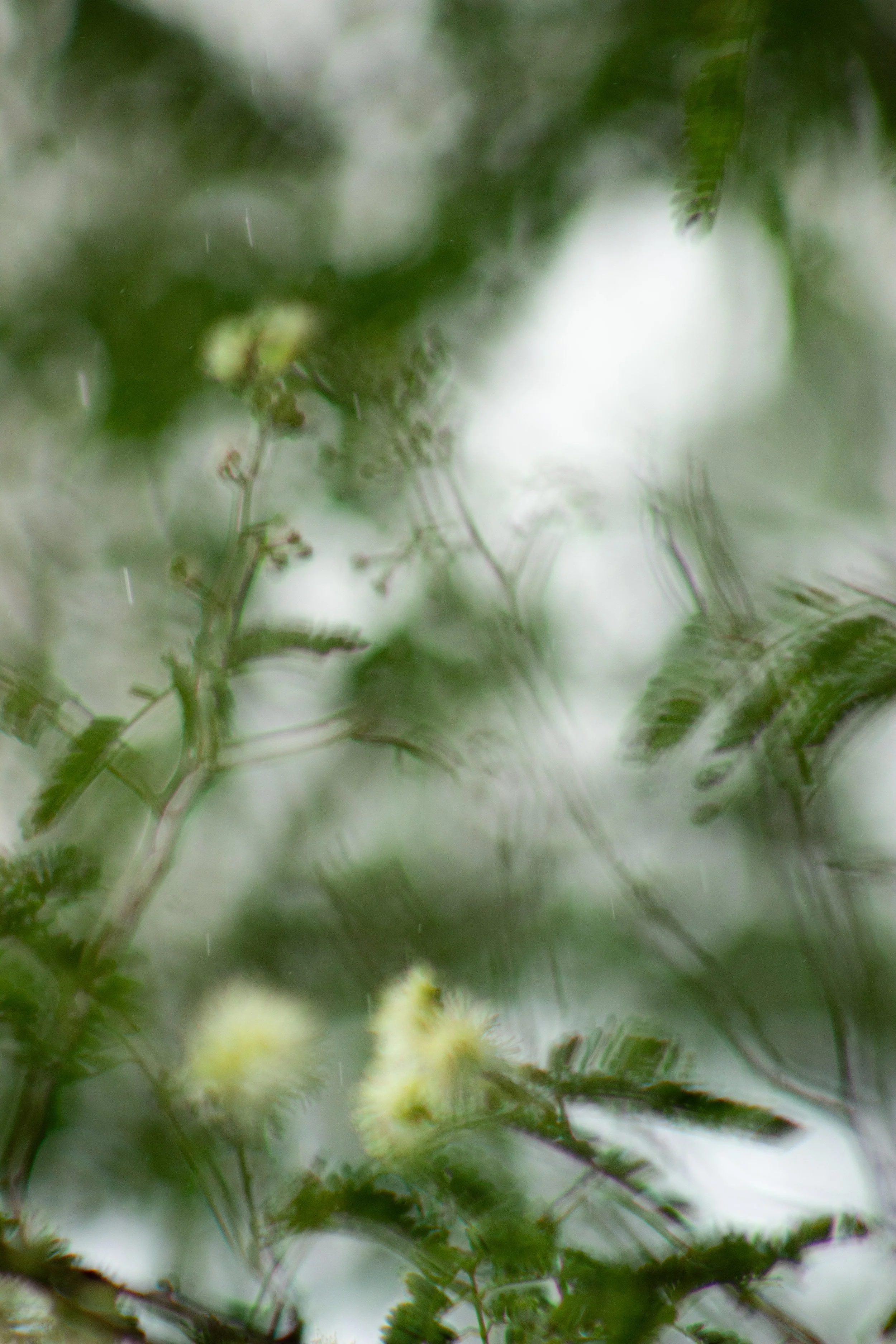 Guided Forest Therapy Sessions : Group