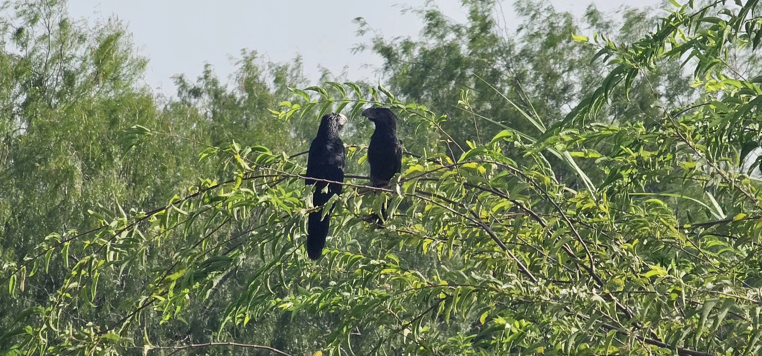 Groove-billed Ani