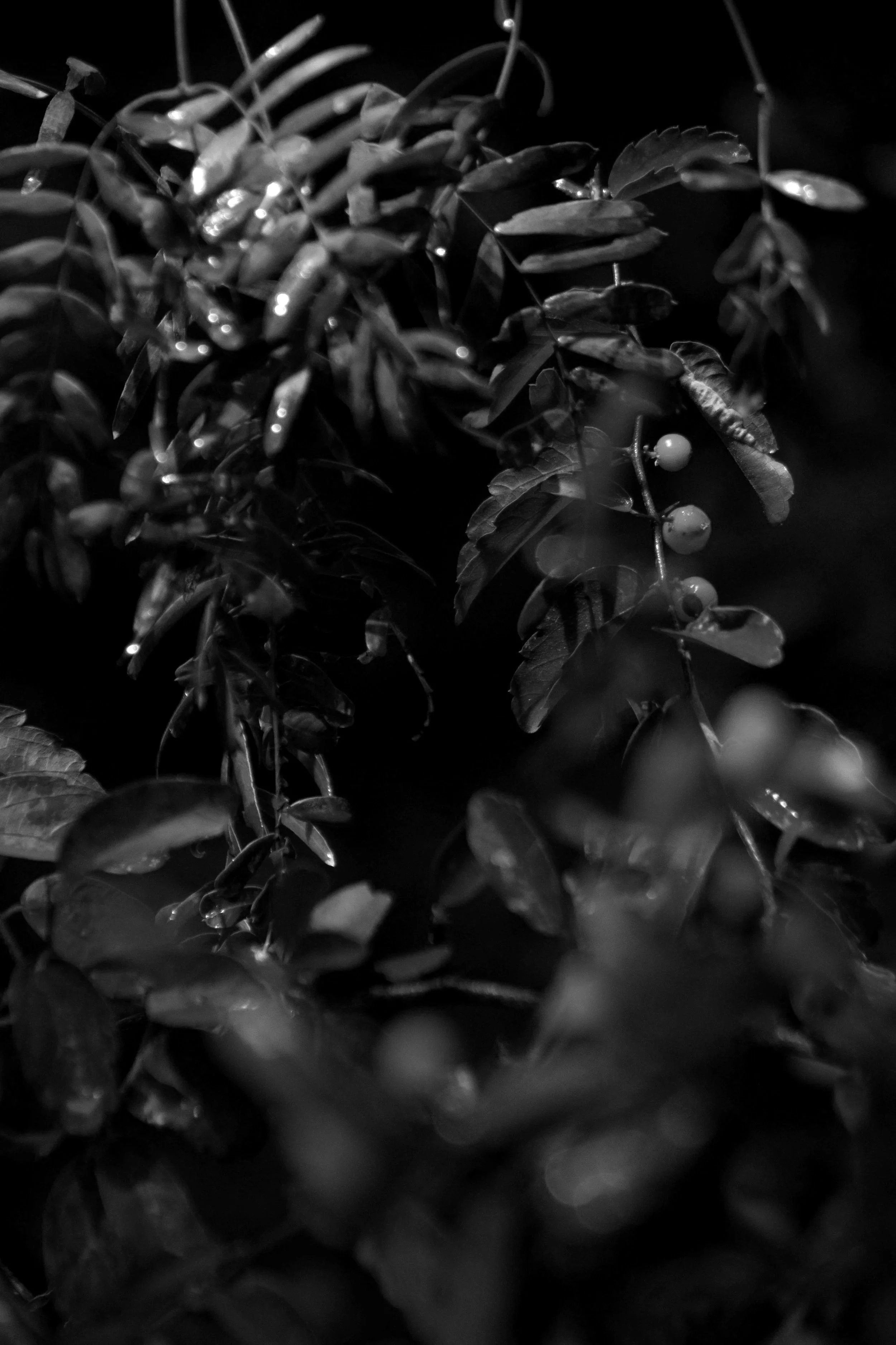 _MG_4960.jpg