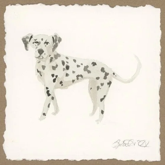 Dog+-+Dalmatian+small.jpg