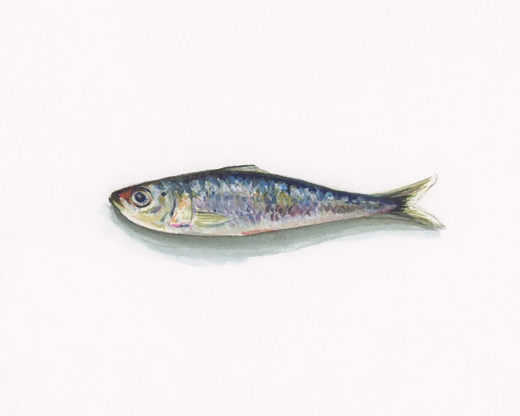 Sardine 1 - 5x7 small - white background.jpg