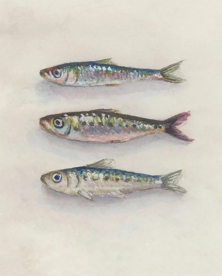 Sardines 3 - 5x7 Small.jpg