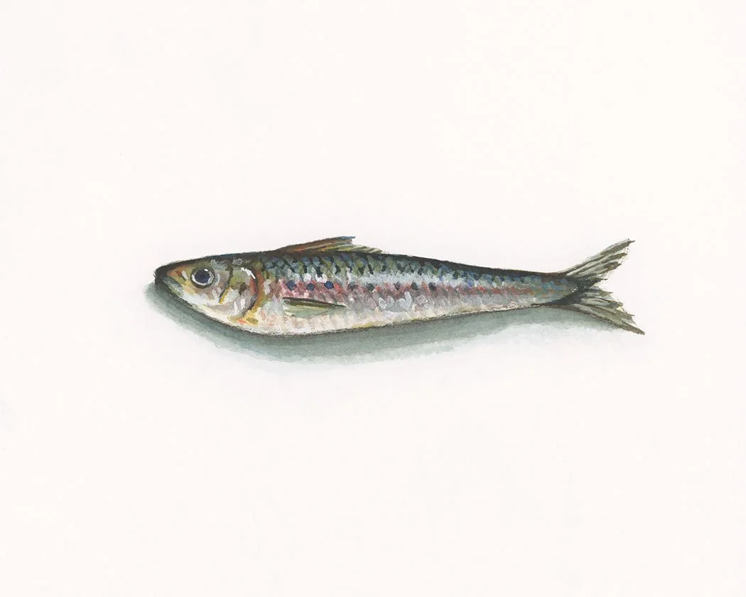 Sardines 2 - 5x7 small - white background.jpg