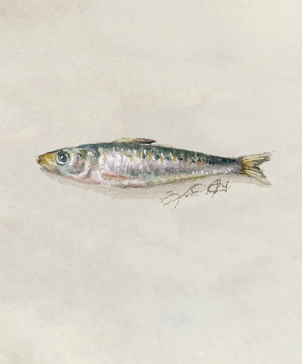 Sardines 13 small.png