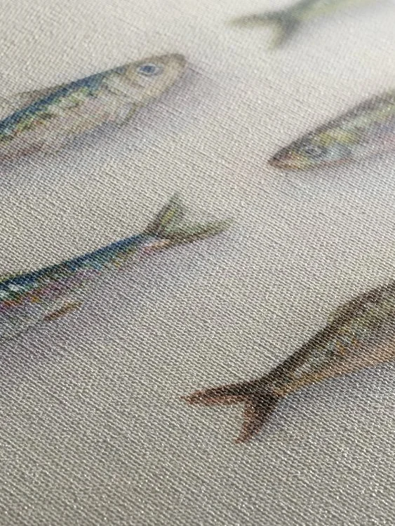 Sardine 4 - Canvas Mock Up 2.jpg