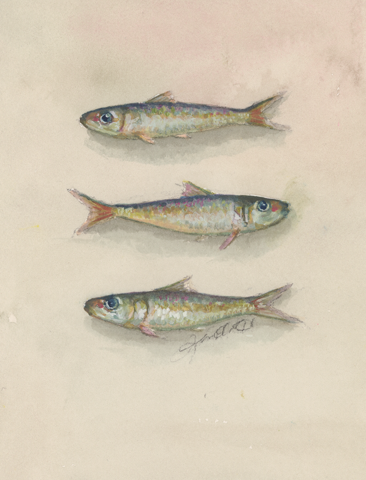 Sardines 12 2 small.png