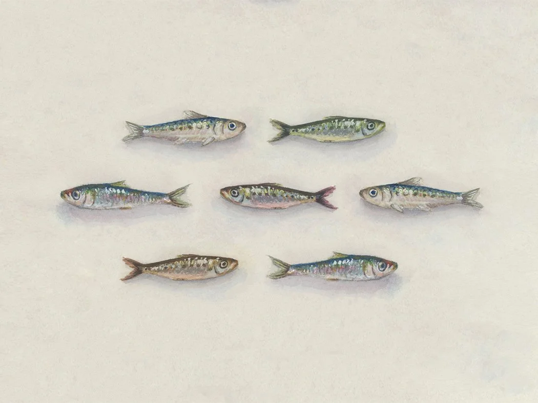 Sardines 4 - 5x7 small.jpg