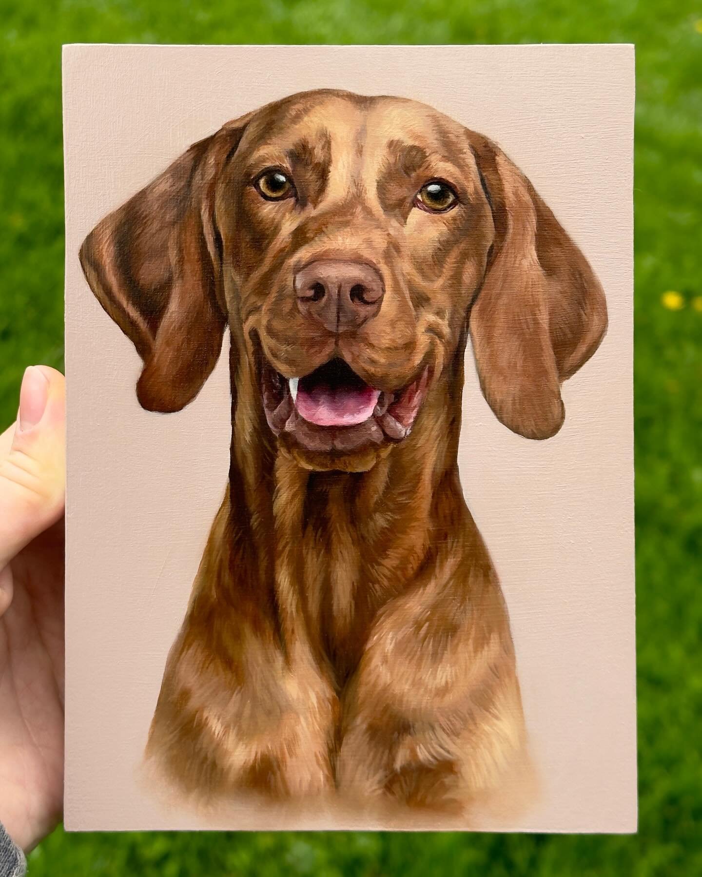 My completed painting of a very happy Vizsla &hearts;️ 7&rdquo;x5&rdquo;, oil on wooden panel. Will be for sale&mdash; stay tuned.
-
-
-
#vizslas #vizslalovers #oilonpanel #dogartist #dogpainting #dogportraitartist #vizsladog