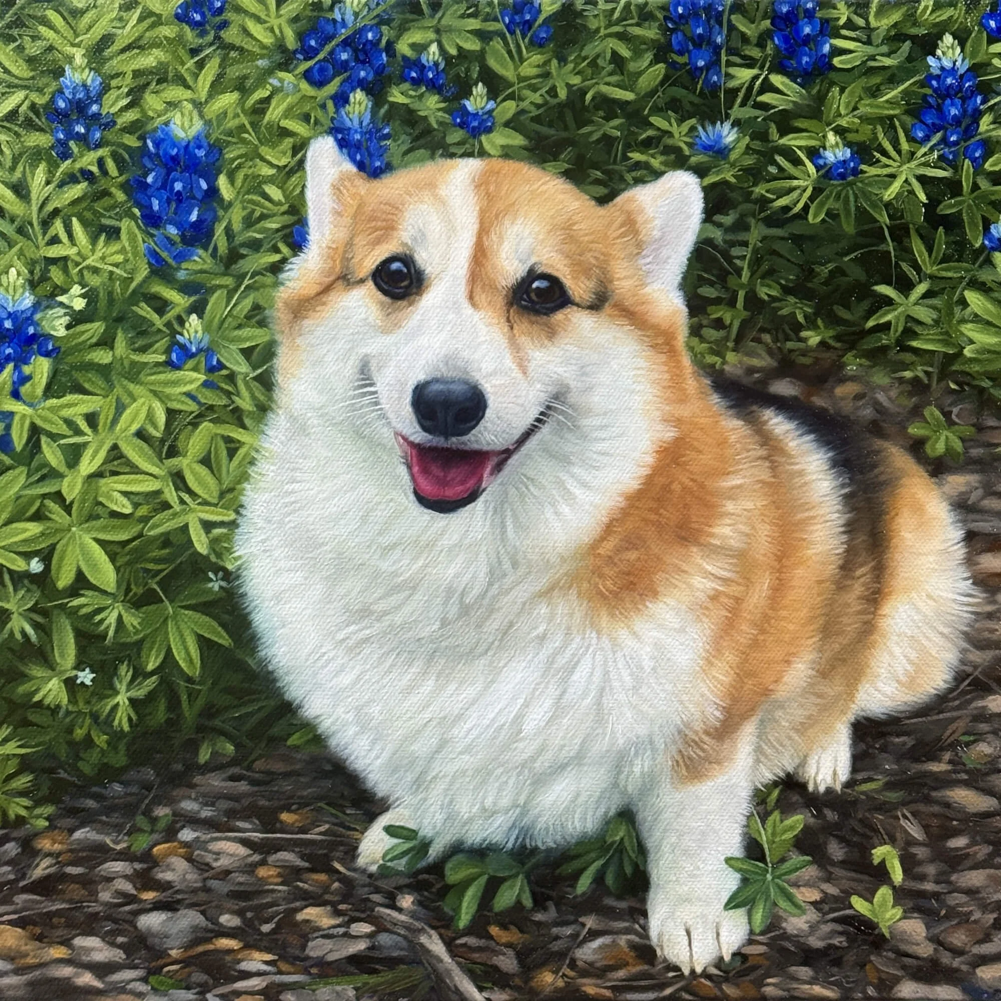Corgi with Blue Bonnets, 12"x12"