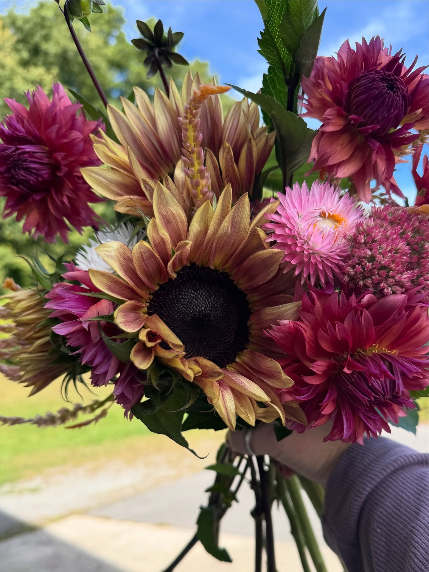 We have gorgeous sunflower/ dahlia bouquets available for immediate pickup Sunday or Monday! $30/each

💐V1- plum sunflower base with pink dahlias - 1 available

💐V2- plum sunflower base with tangerine dahlias- 1 available 

💐V3- plum sunflower bas