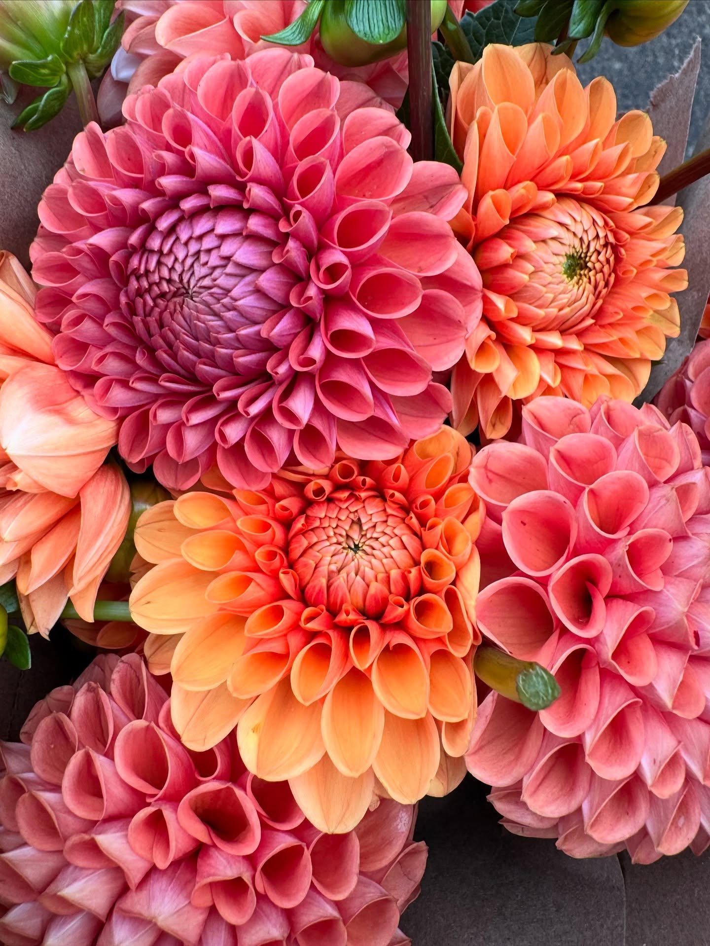 We&rsquo;re going to have a market bouquet of the week! 
This week choose from either straight dahlia bunches or mixed dahlia bouquets. 
All bouquets will be growers choice, you cannot select the color combination. Mixed bouquets will include other f