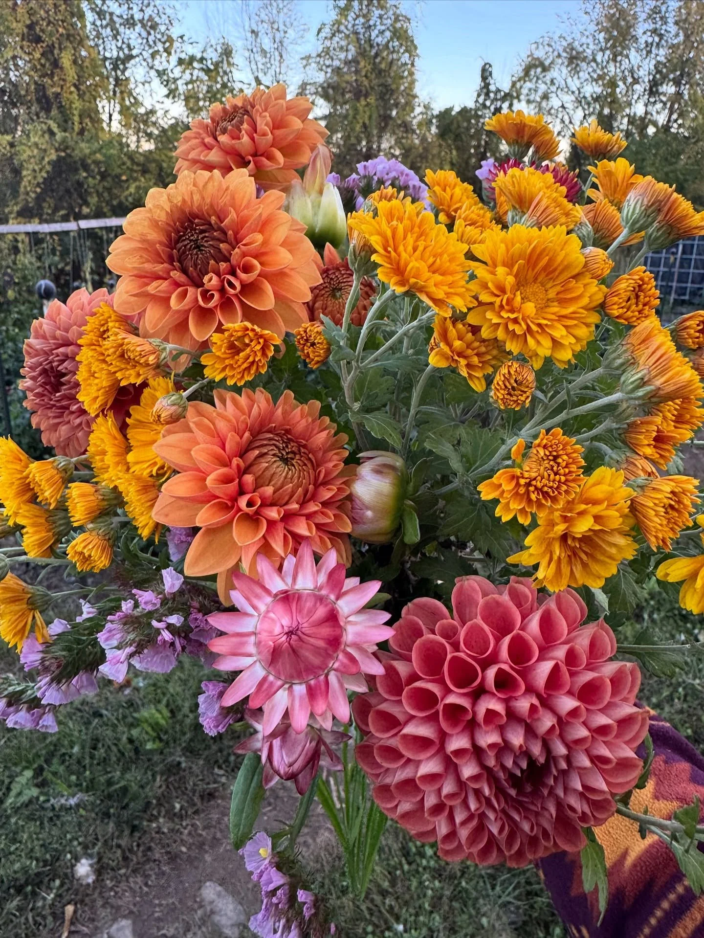 Last minute bouquet drop- we survived the frost edition! 
Head to the website to grab this weeks market bouquet, she&rsquo;s a bright bit of autum sunshine. 

Ordering will only be open until noon on Saturday, get there fast!