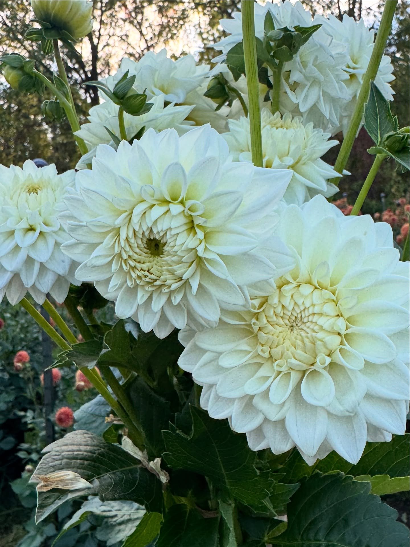 we are offering bulk dahlia clumps this fall in a few high production varieties. 

Clumps are $20 each with a 5 clump minimum (you can mix and match varieties). I&rsquo;ll offer a price break for volumes higher than 10.

Cornell Bronze- 80 available
