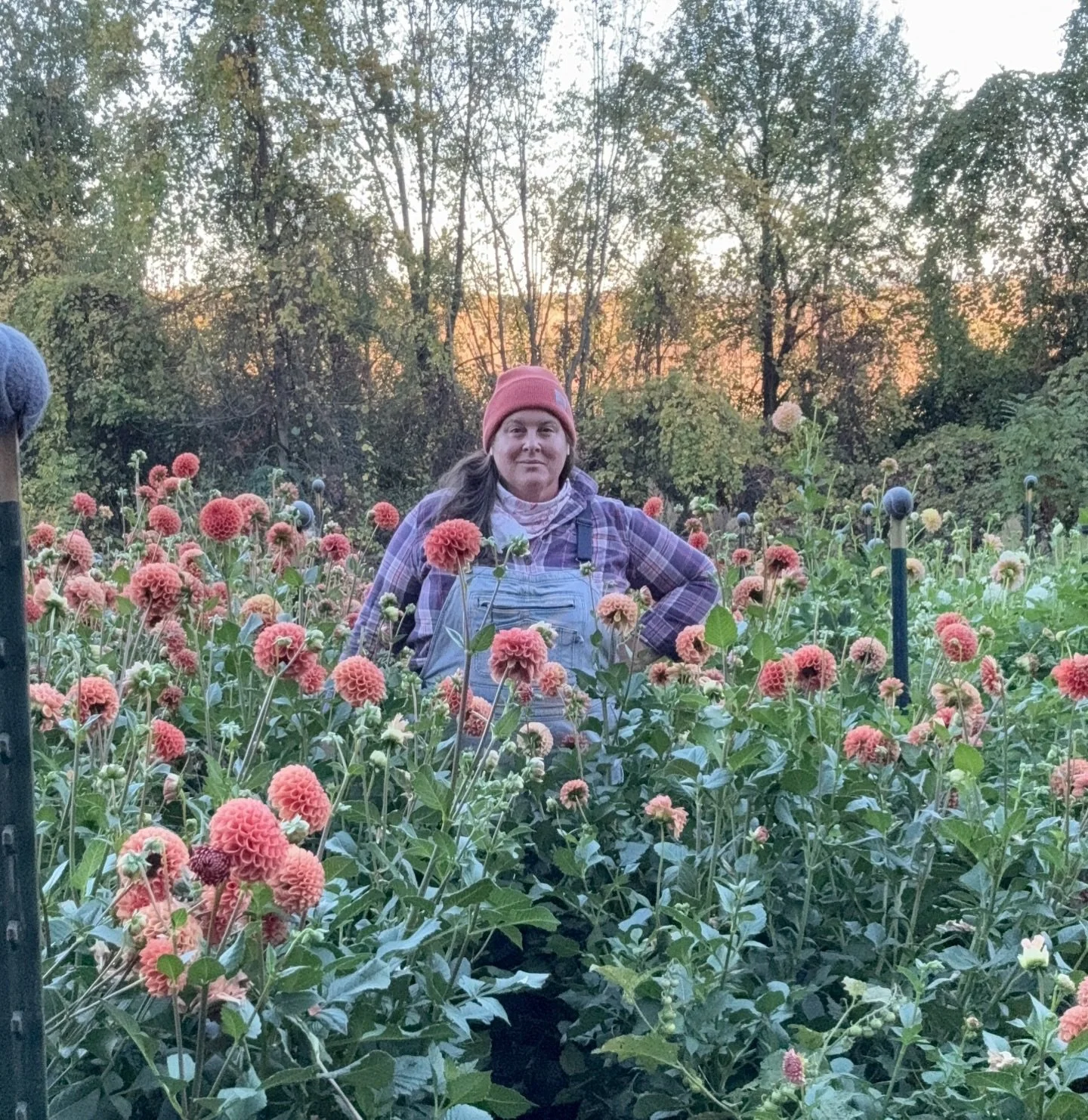 Nothing says small business quite like a family run flower farm. 

I&rsquo;m the only full-time employee, J does what he can evenings and weekends after coming home from his off farm job, and while the teenagers usually need to be heavily incentivize