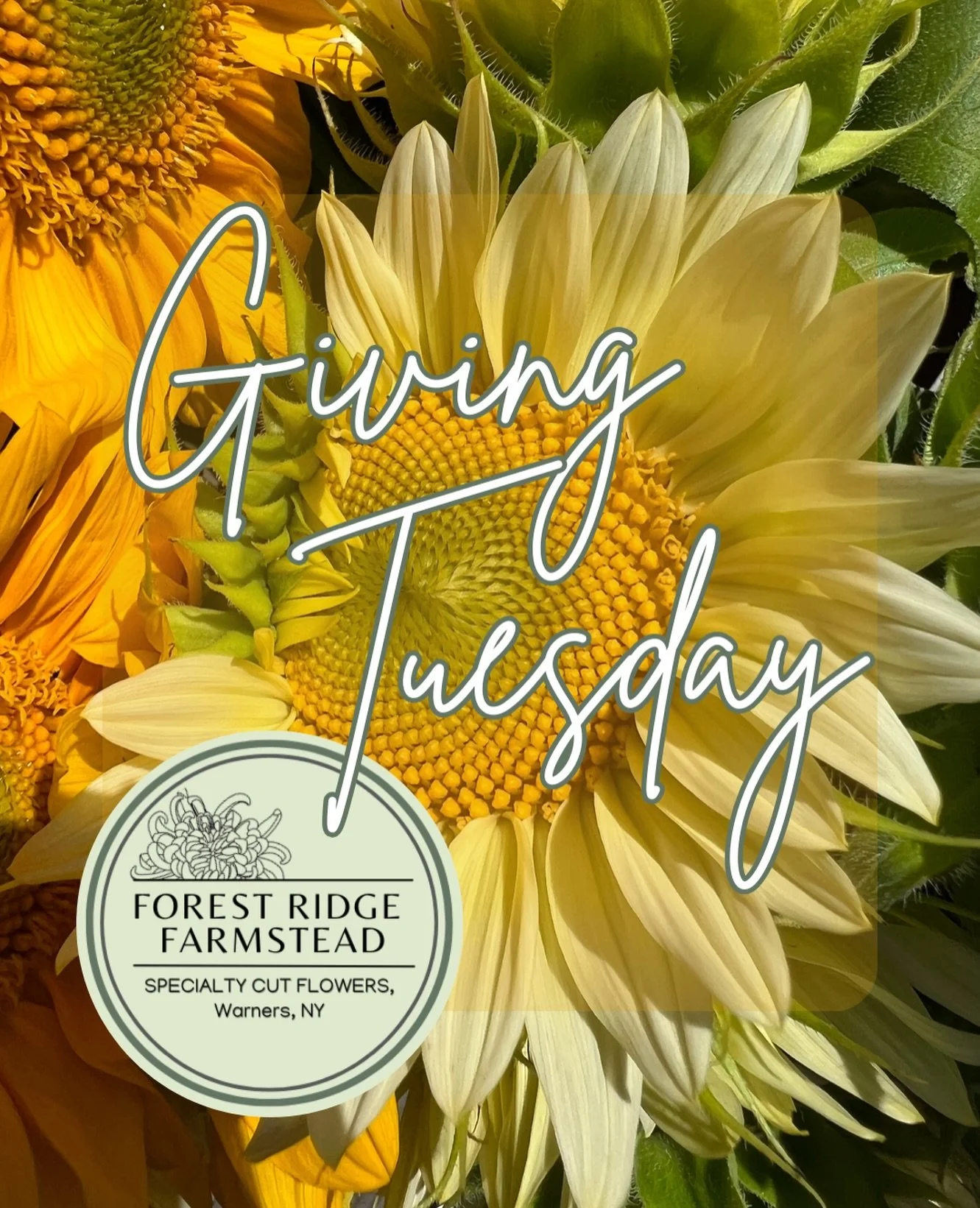 We are immensely proud to live and grow in Central NY. 

In honor of Giving Tuesday, we will make a monetary donation to the Central New York Community Foundation for every 2026 CNY Flower Corps membership purchased this week. 

The Central New York 