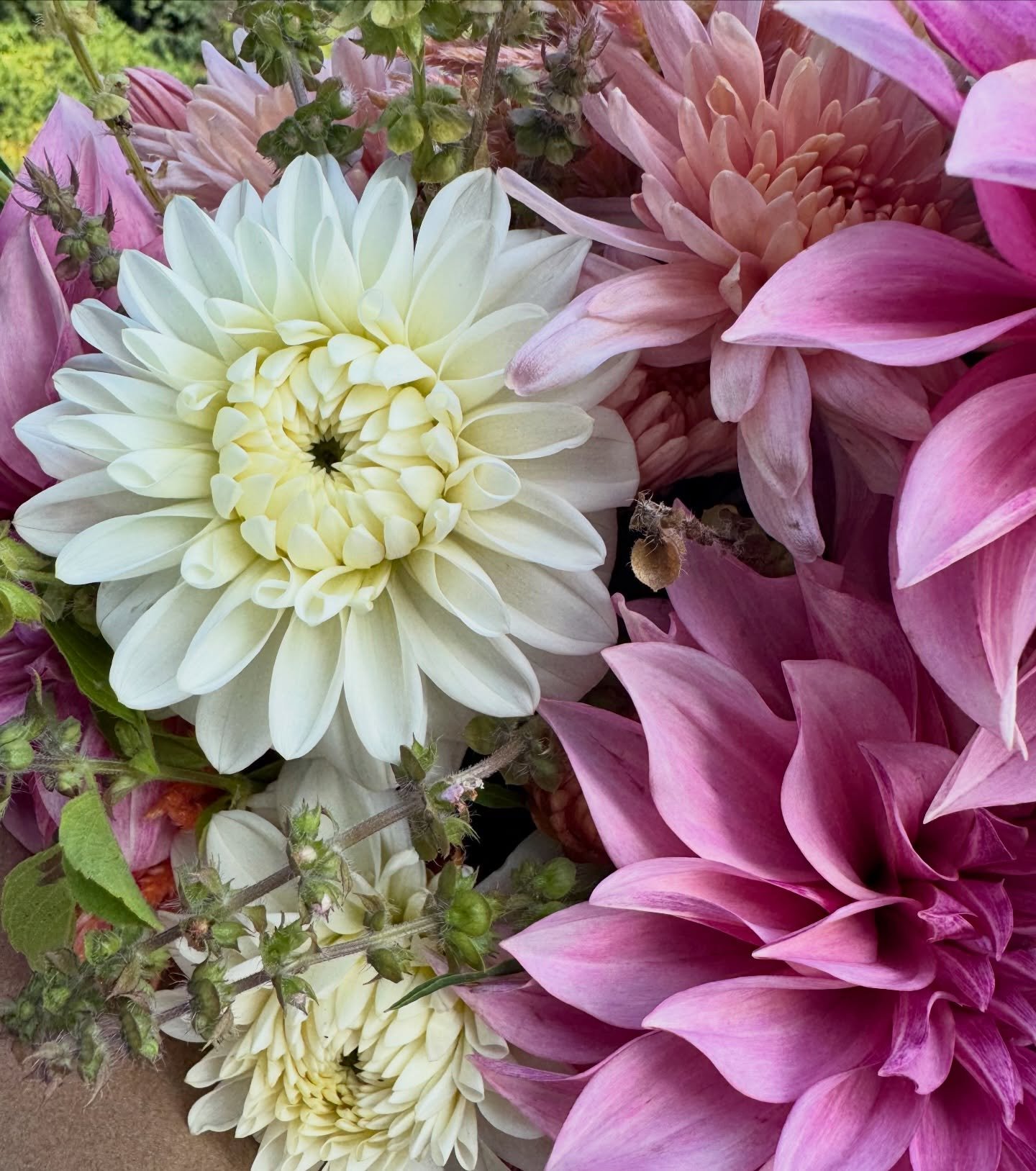 As a rule, we don&rsquo;t grow a ton of white flowers, so the recent announcement regarding the Pantone color of 2026 wasn&rsquo;t that exciting. But if you like white as a secondary voice, or as a bright accent, we&rsquo;ve got you covered. 
We stil