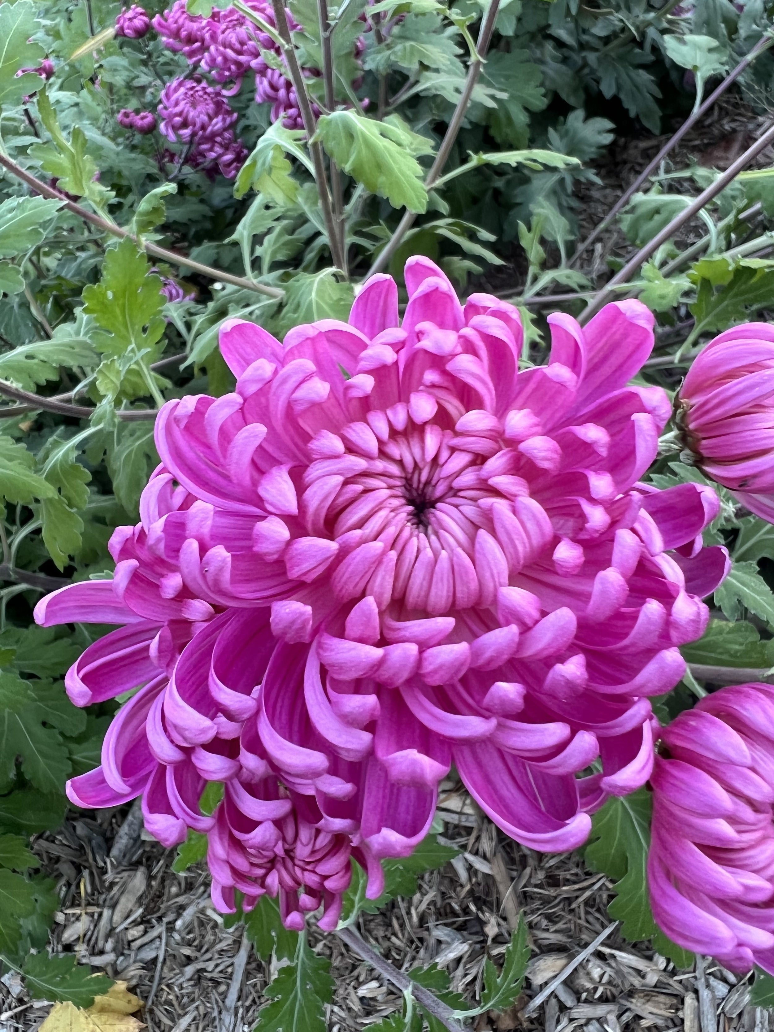IMG_3548.jpeg
