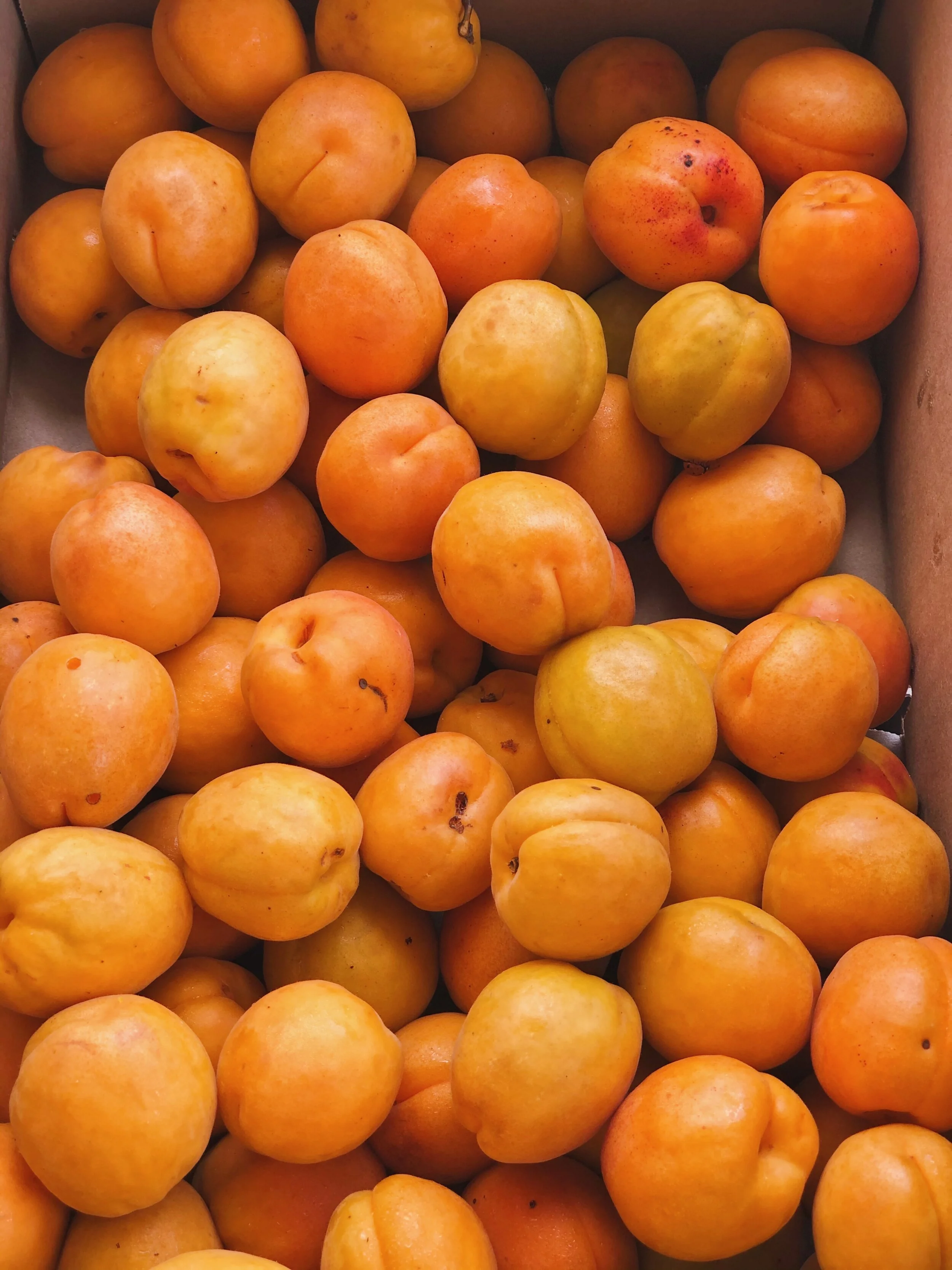 Apricots