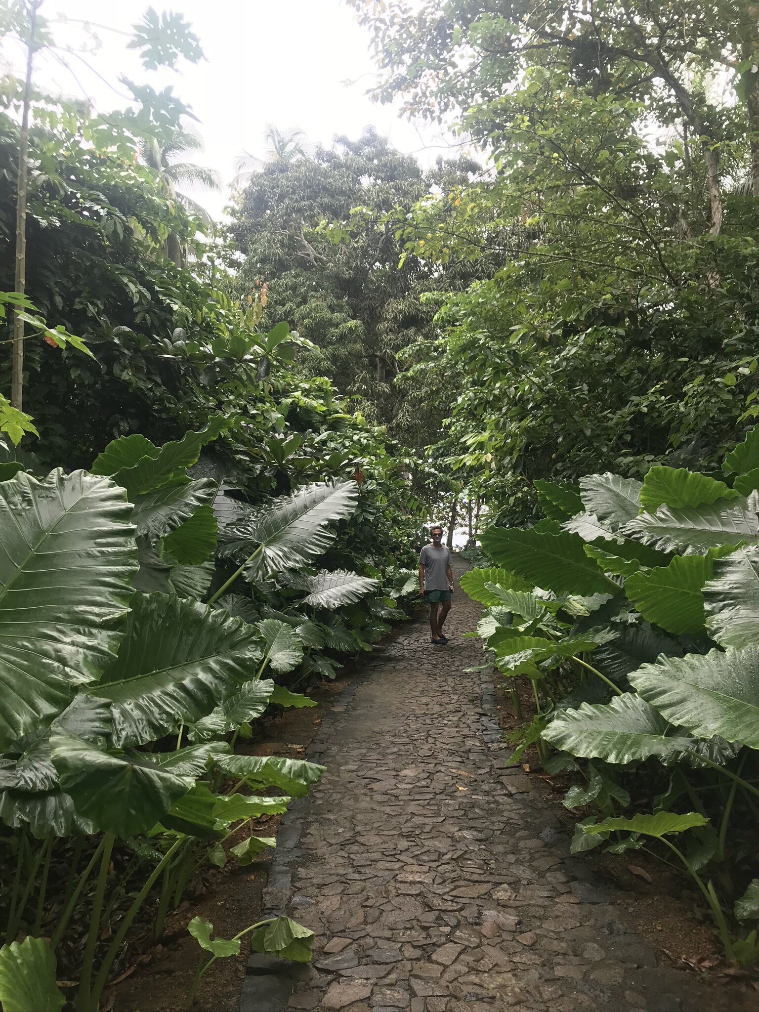 A walk through the jungle.