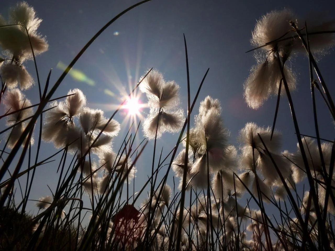 Arctic Cotton (eriophorum)