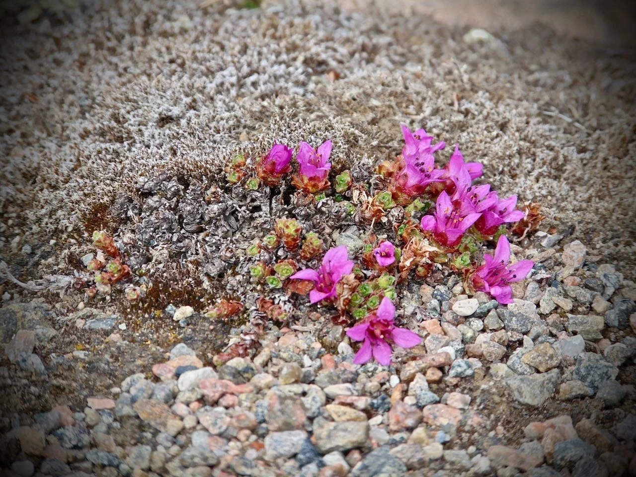 Purple Saxifrage (saxifraga oppositifolia)