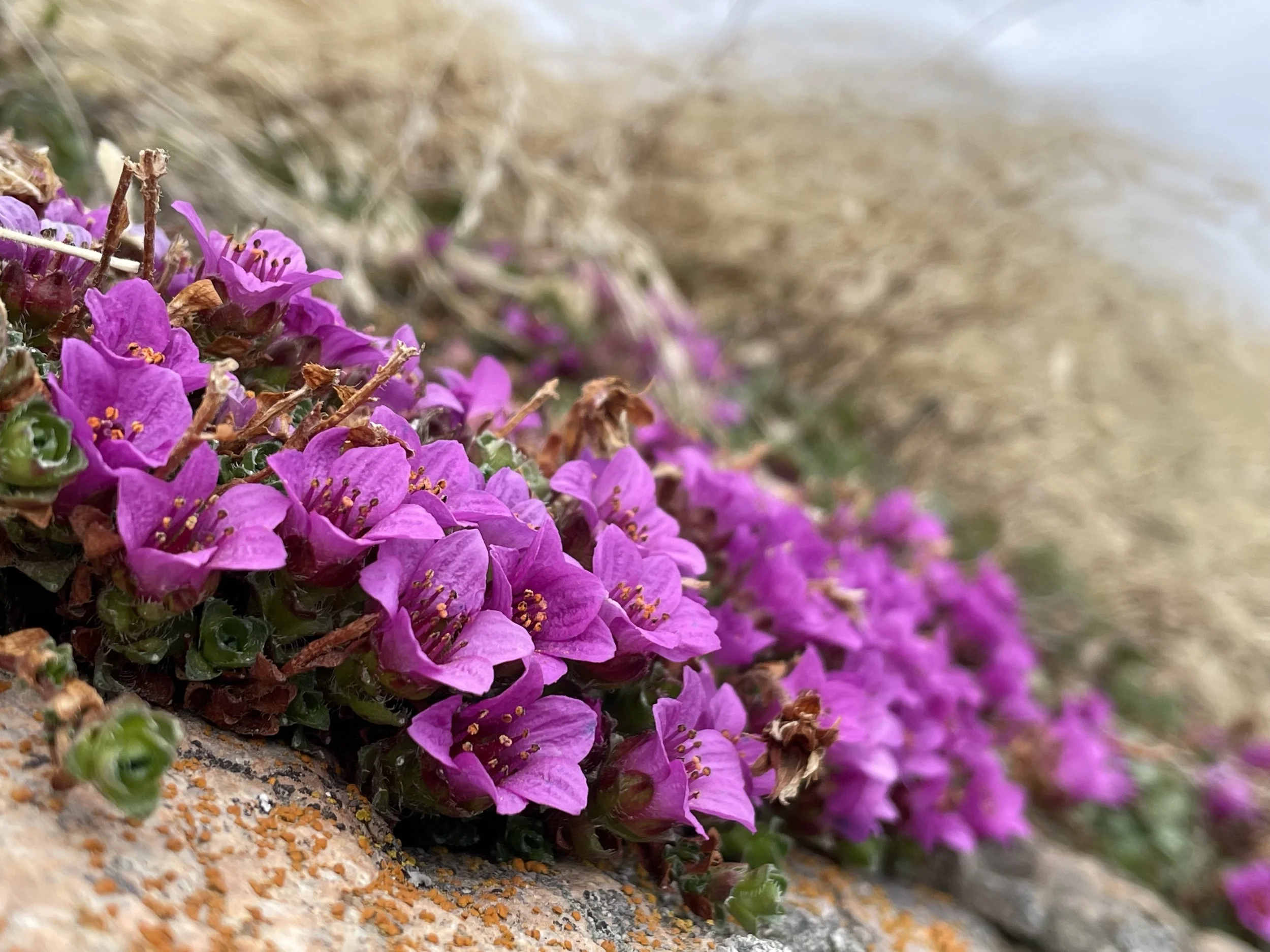 Purple Saxifrage (saxifraga oppositifolia)