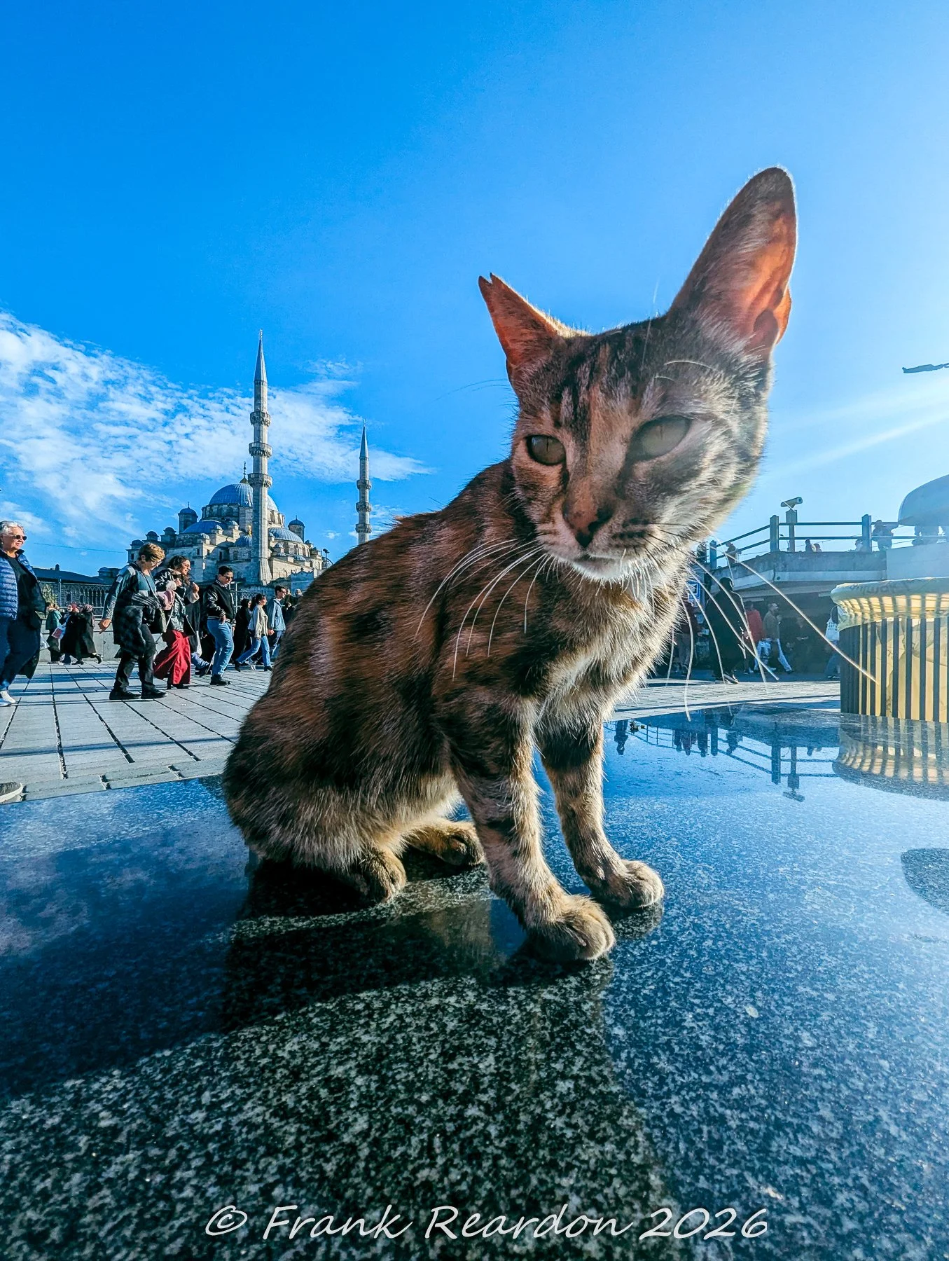 A photogenic calico cat sitting on a polished stone surface with the grand domes and minarets of the New Mosque (Yeni Cami) rising in the background under a clear blue sky.