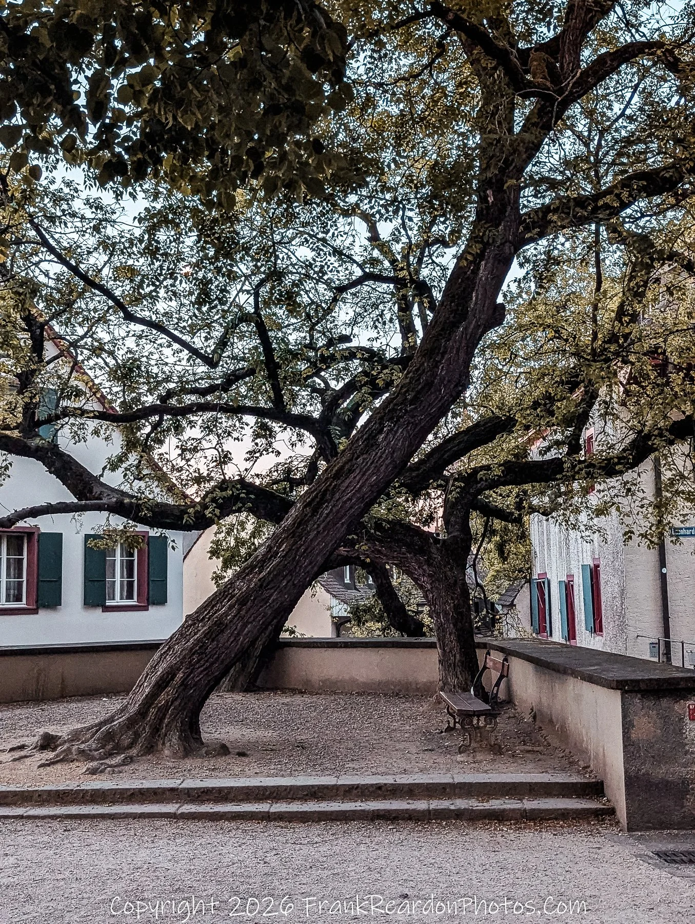 "Historic Tree and Bench" A large, aged tree with a curved trunk positioned next to a stone wall and a bench.