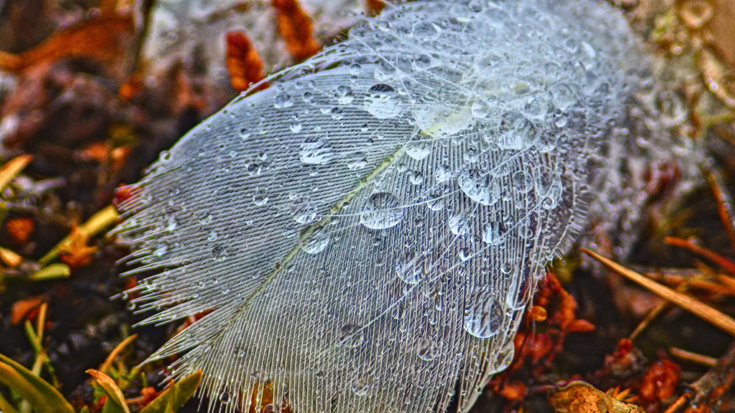 IMGP8981-Edit.jpg
