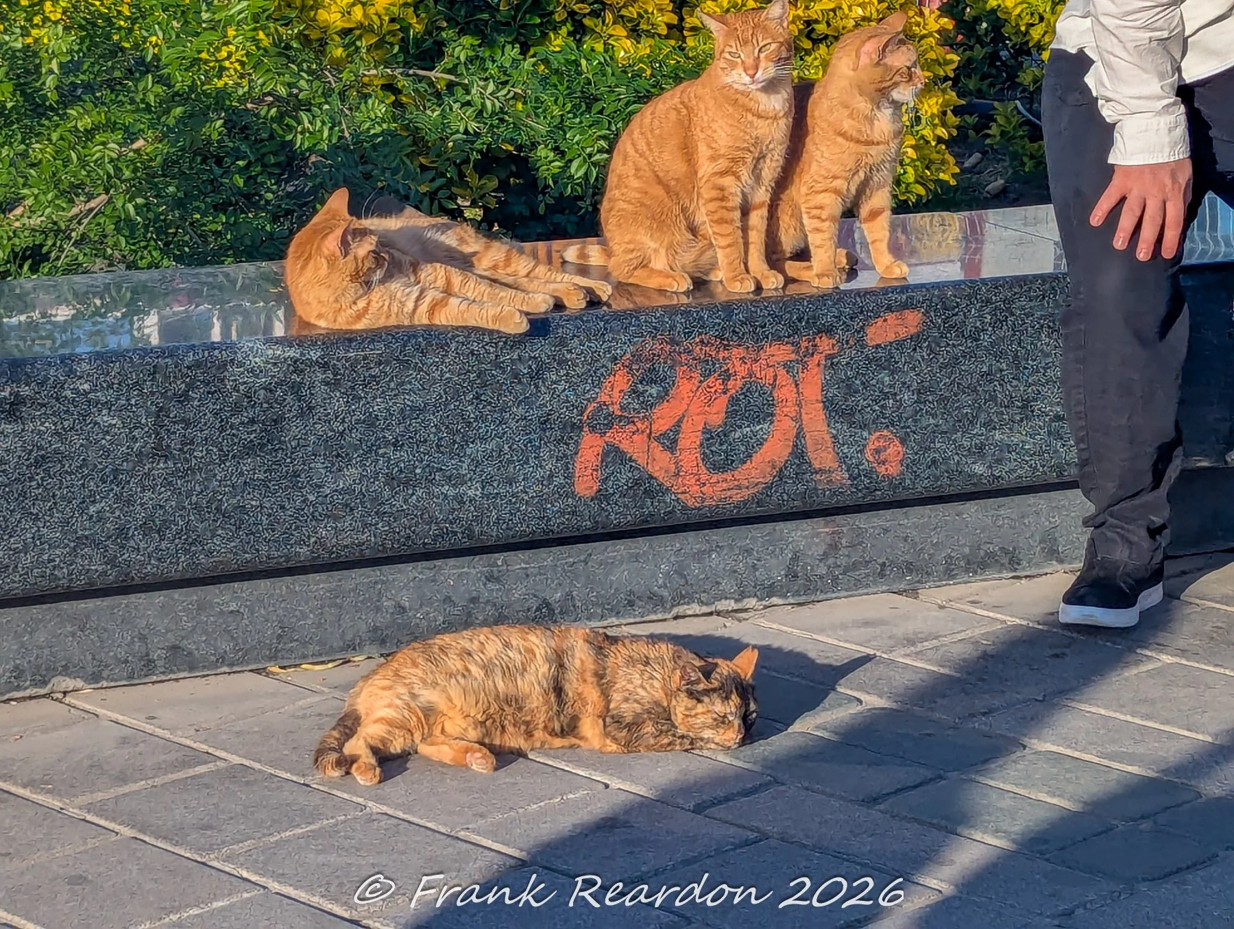 A group of orange and calico stray cats lounging and soaking up the afternoon sun on a modern marble ledge adorned with street graffiti.