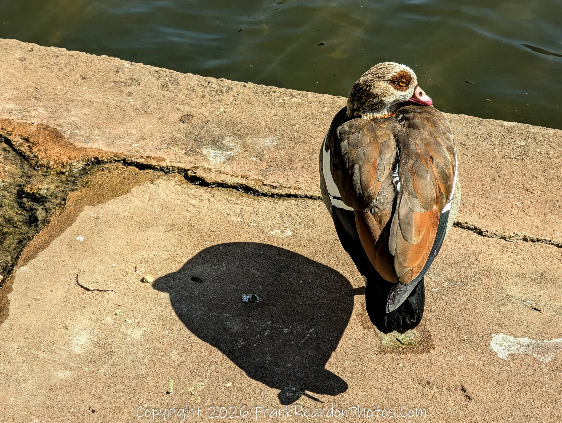 Egyptian Goose by the Water
“Stillness and Shadow – Riverside Guardian”