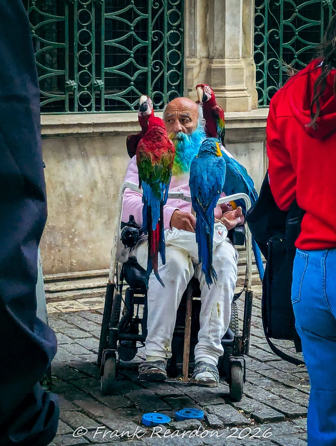 A street performer with a brightly dyed blue beard seated in a wheelchair with several colorful macaws perched on his arms and shoulders.