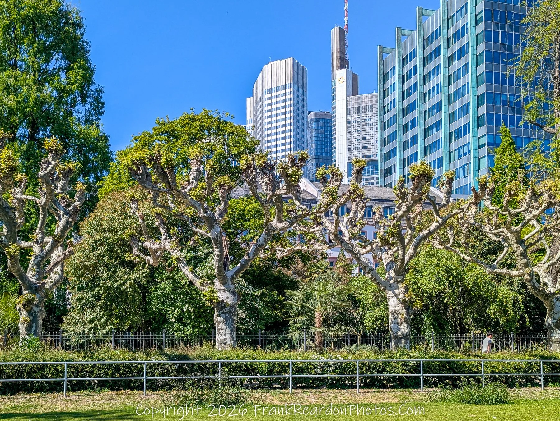 Trees with Frankfurt Skyline (Financial District)
“Nature Meets Skyline – Frankfurt Contrast”