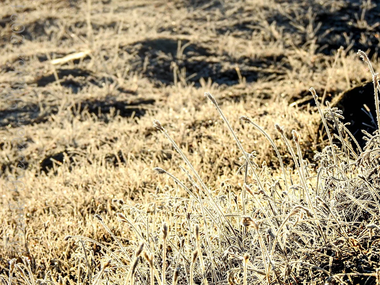 DSCN5130.jpg