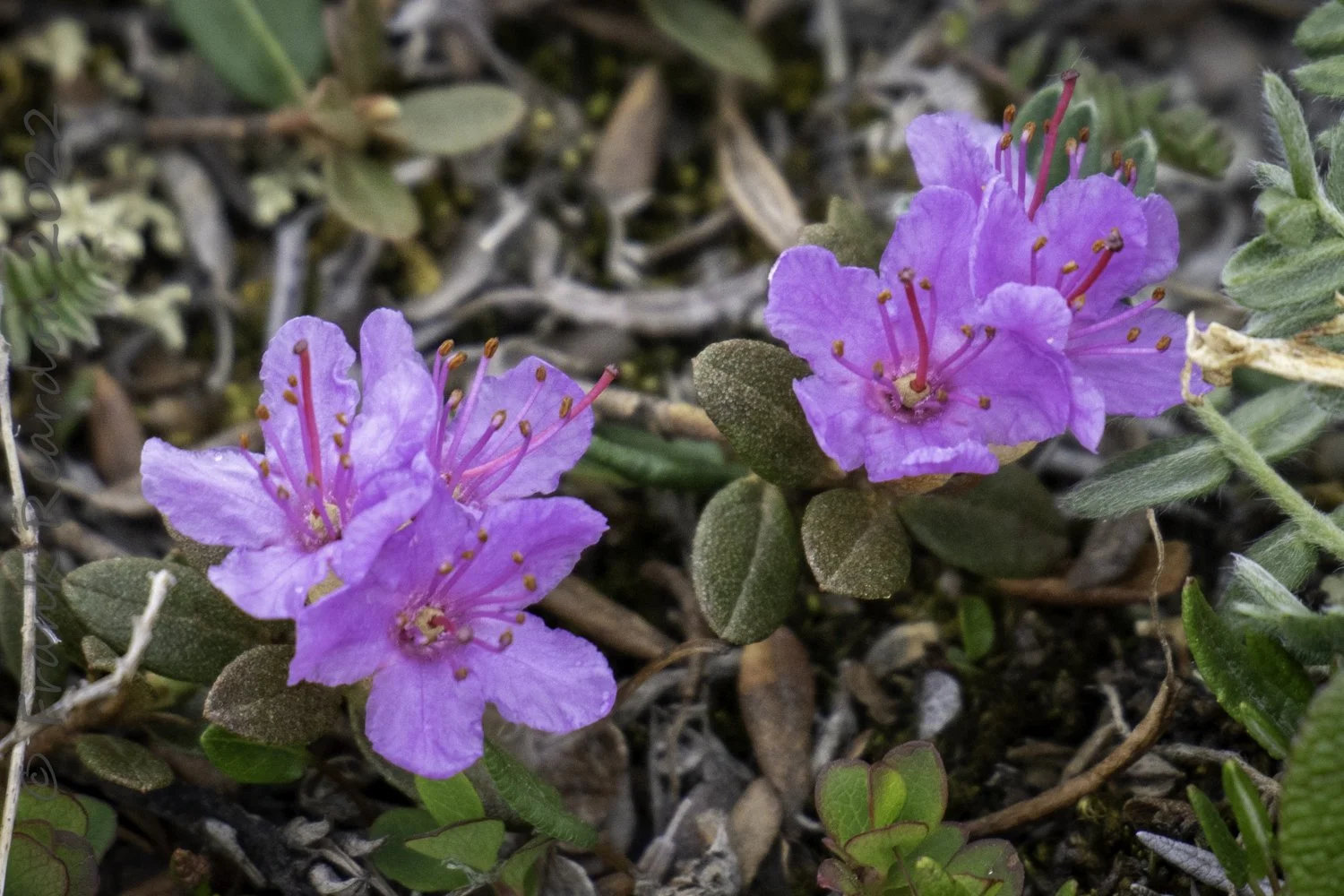 Lapland Rosebay (rhododendron lapponicum)