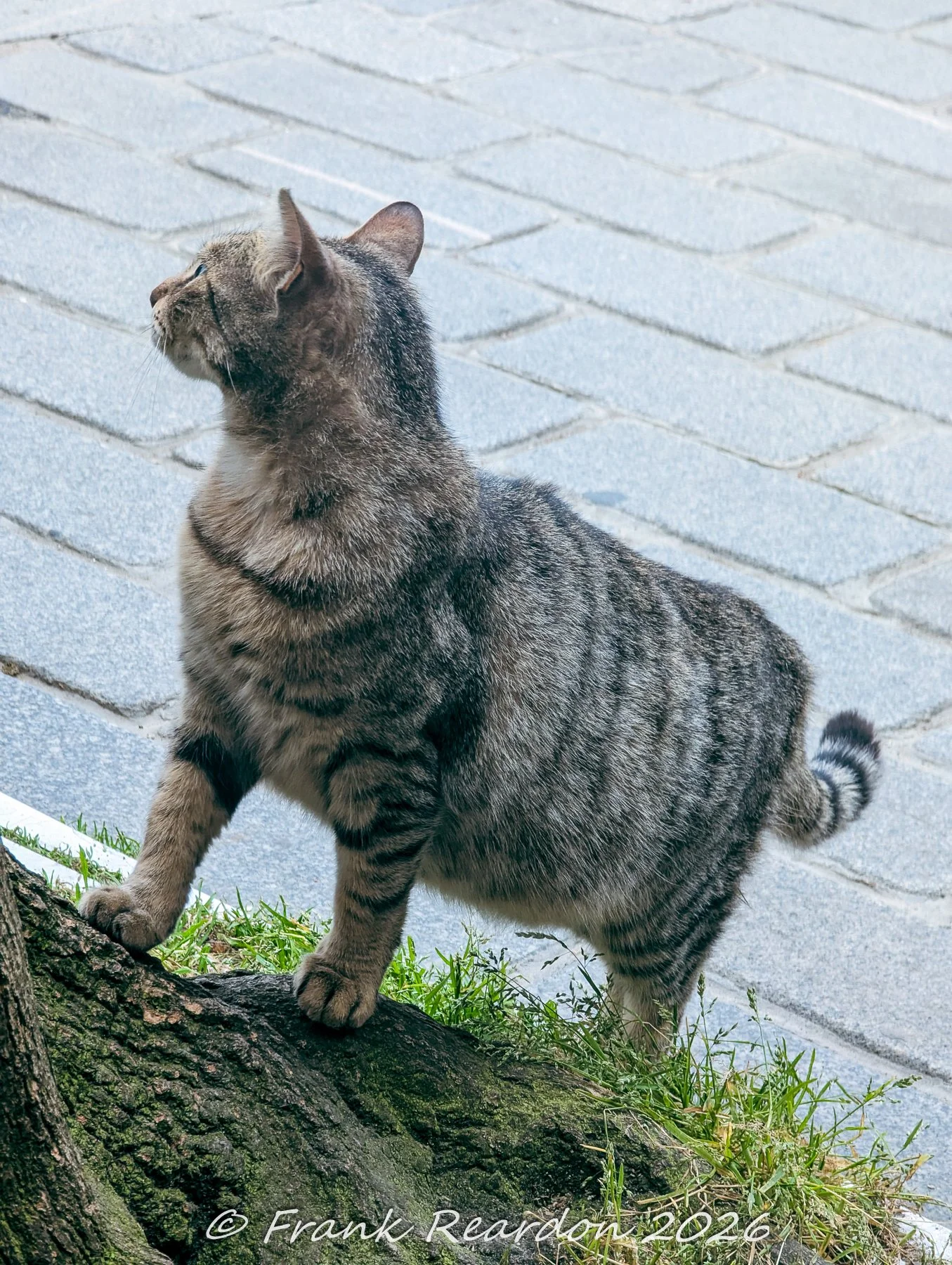 A gray tabby cat standing alert with its paws resting on the mossy bark of a tree next to a paved pathway.