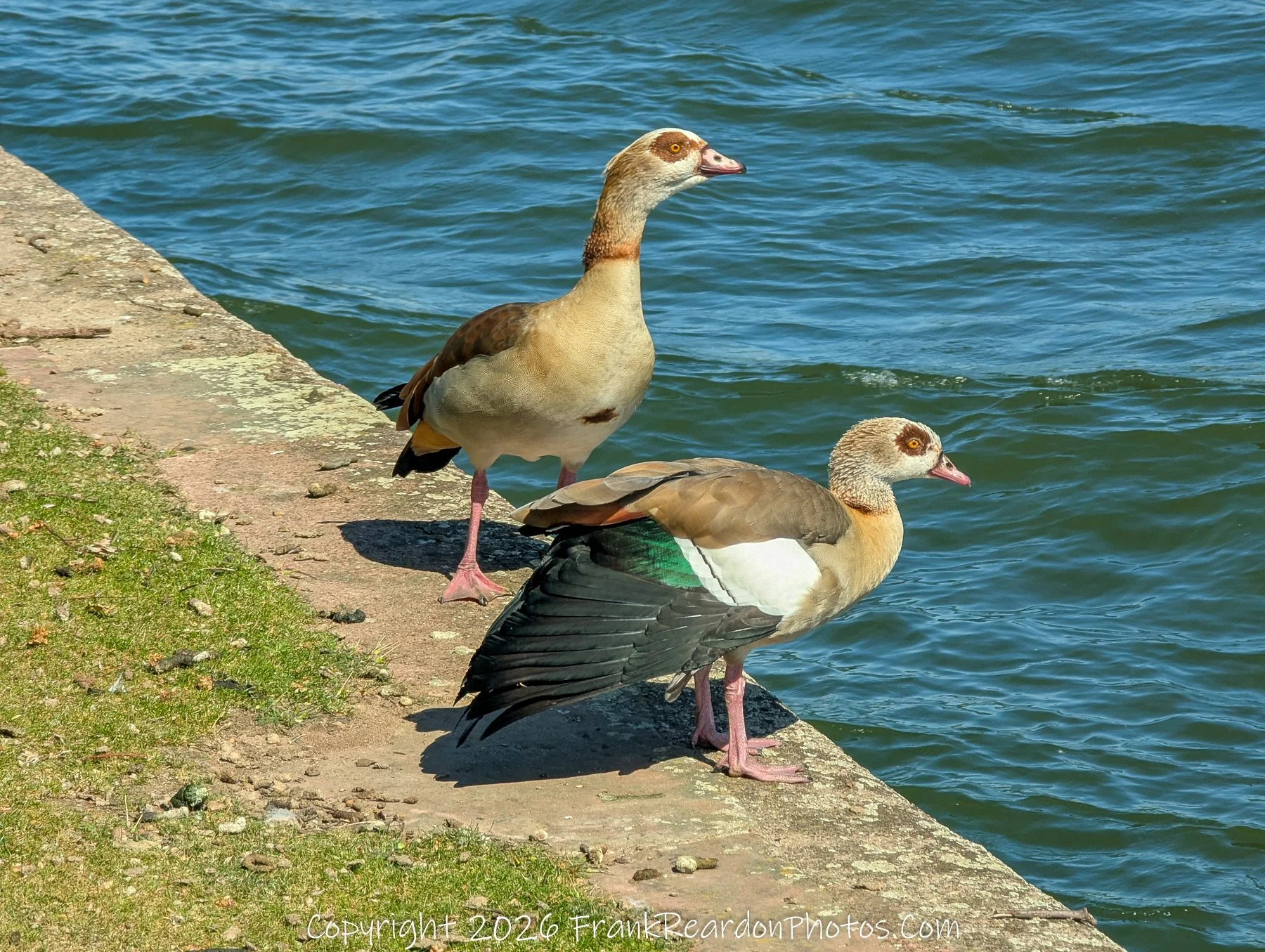 Egyptian Geese on Riverbank
“At the Water’s Edge – Riverside Watchers”
