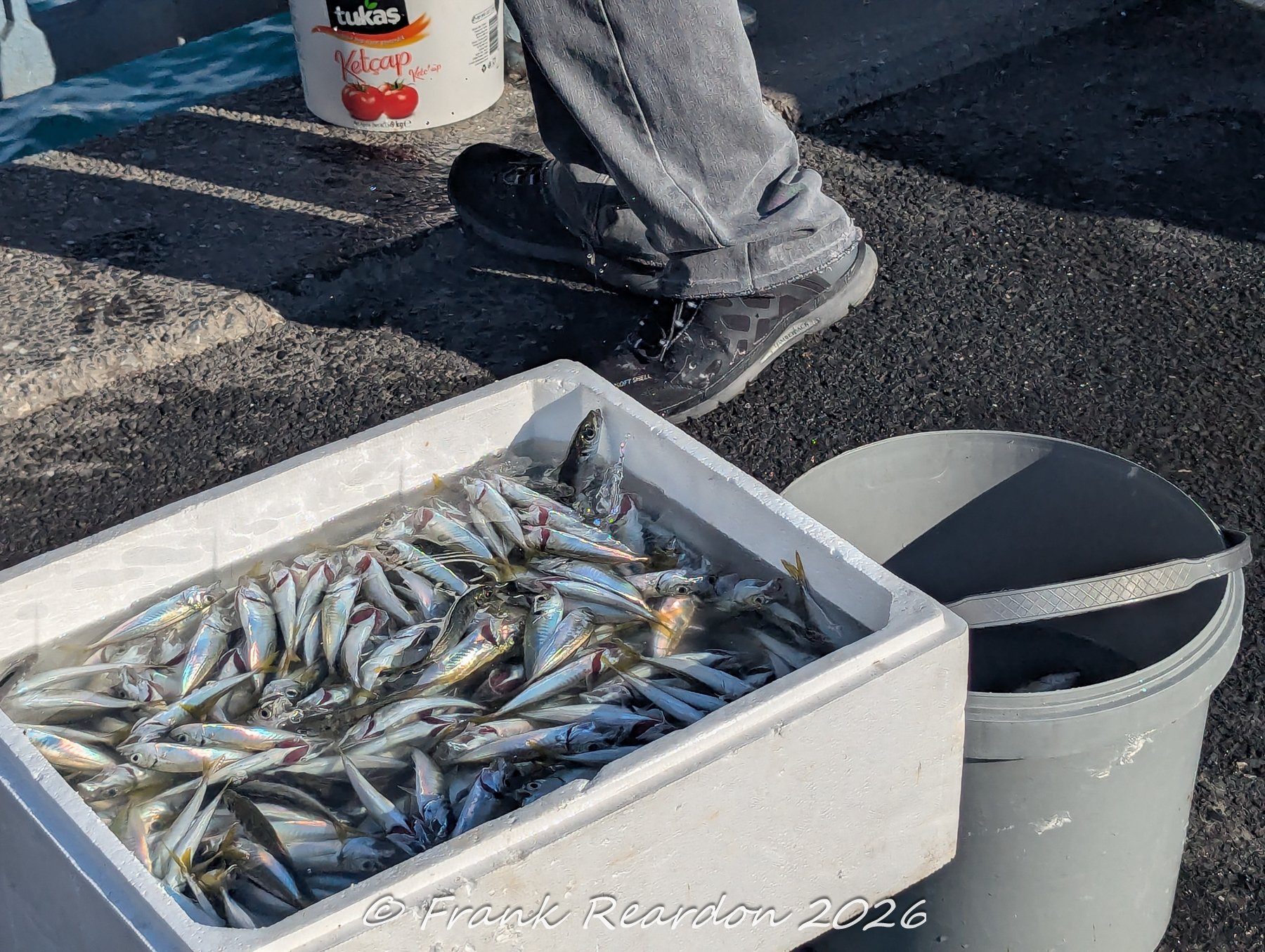 A close-up view of a styrofoam box filled with freshly caught small fish (such as anchovies or sardines) on the waterfront, with a bucket and a fisherman's boots nearby