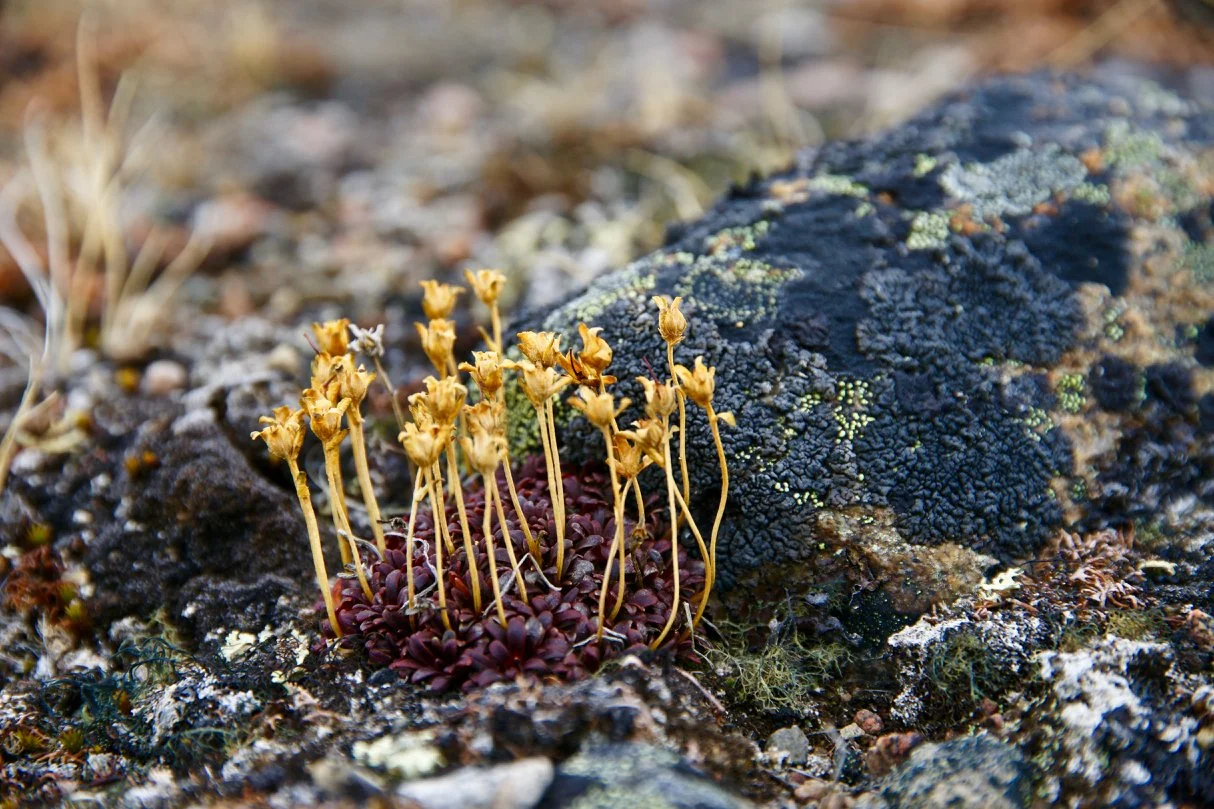 Yellow Marsh Saxifrage (saxifraga hirculus)