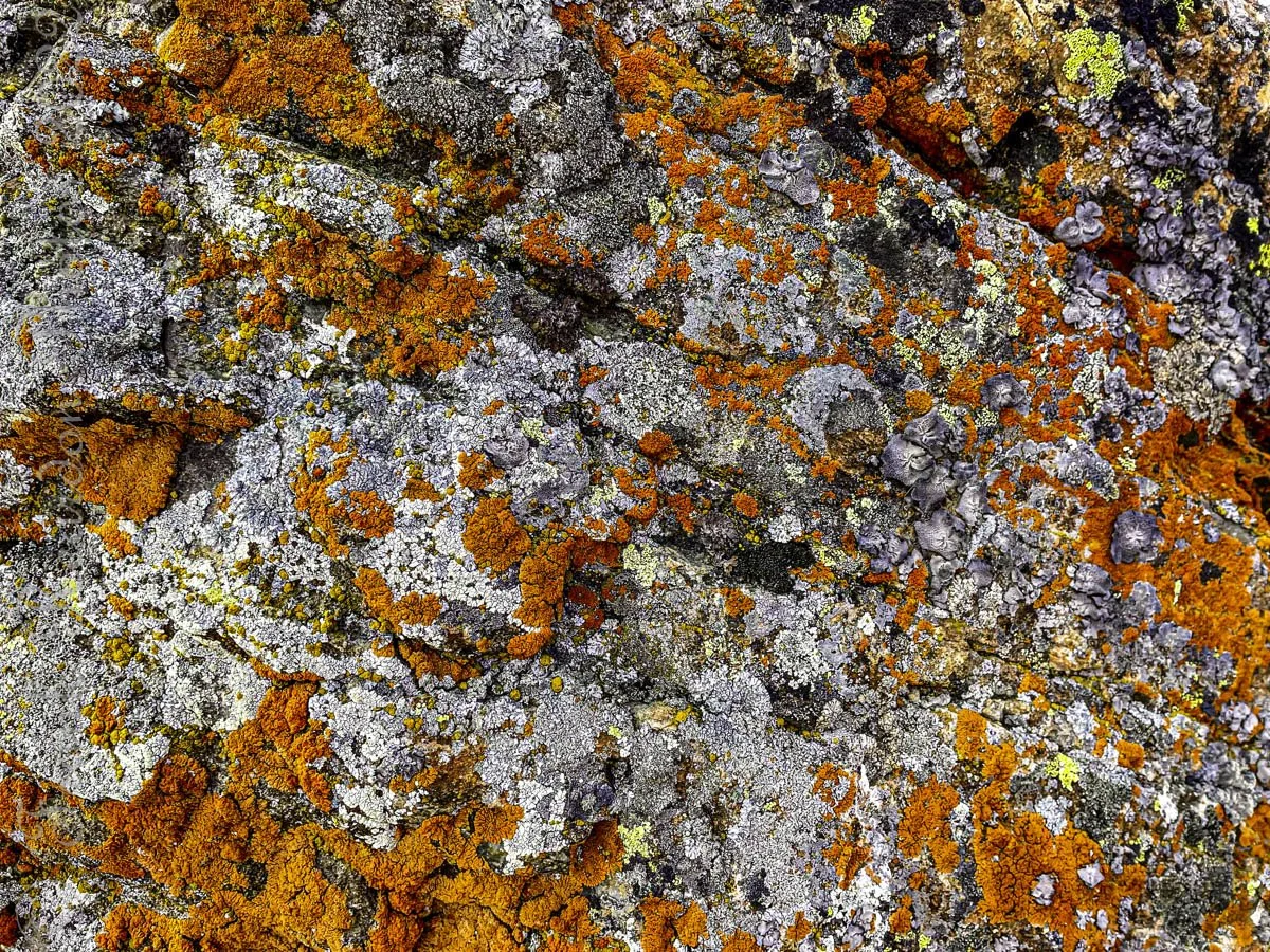 Apple4032 x 302420220514-IMG_E2700Apple4032 x 3024-1.jpg