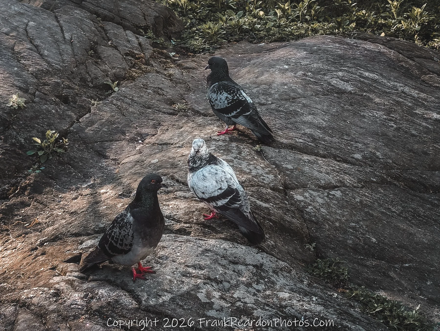 “Trio on Stone: Pigeons at Rest”