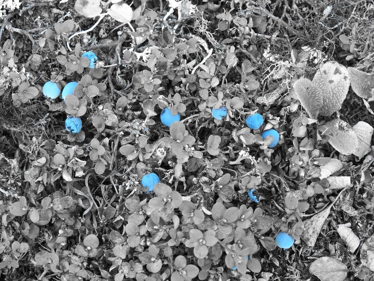 Blueberries (vaccinium corymbosum)