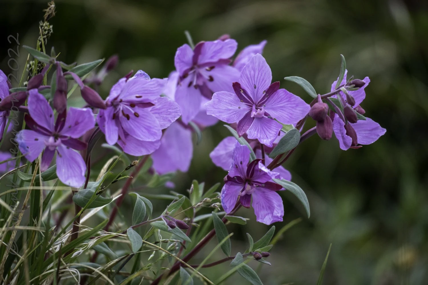 Arctic Fireweed (chamerion latifolium)
