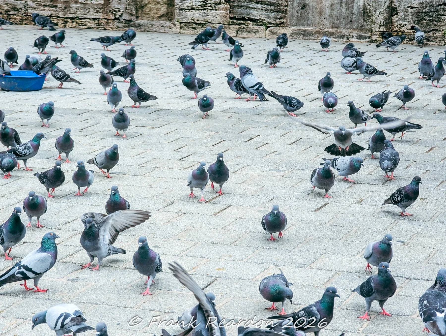 A large flock of pigeons gathered on the stone paving stones outside a historic Istanbul landmark.