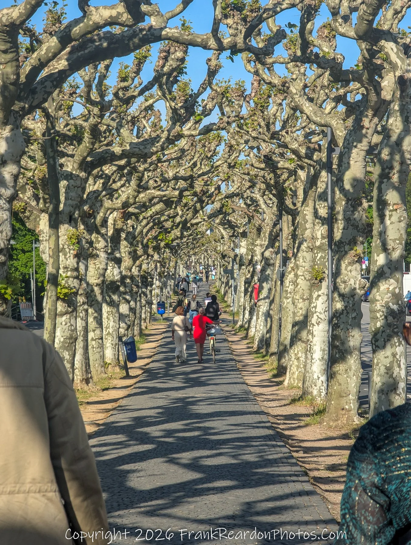 Tree-Lined Walkway with People and Cyclist (Frankfurt Riverside)
“Beneath the Branches – A Walk Through Rhythm”