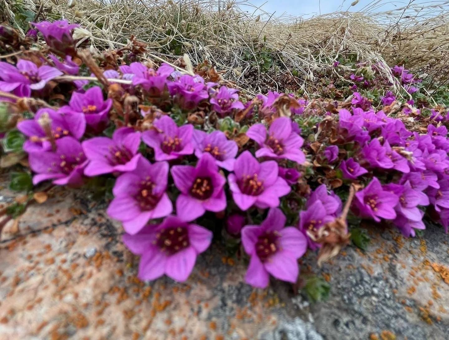 Purple Saxifrage (saxifraga oppositifolia)