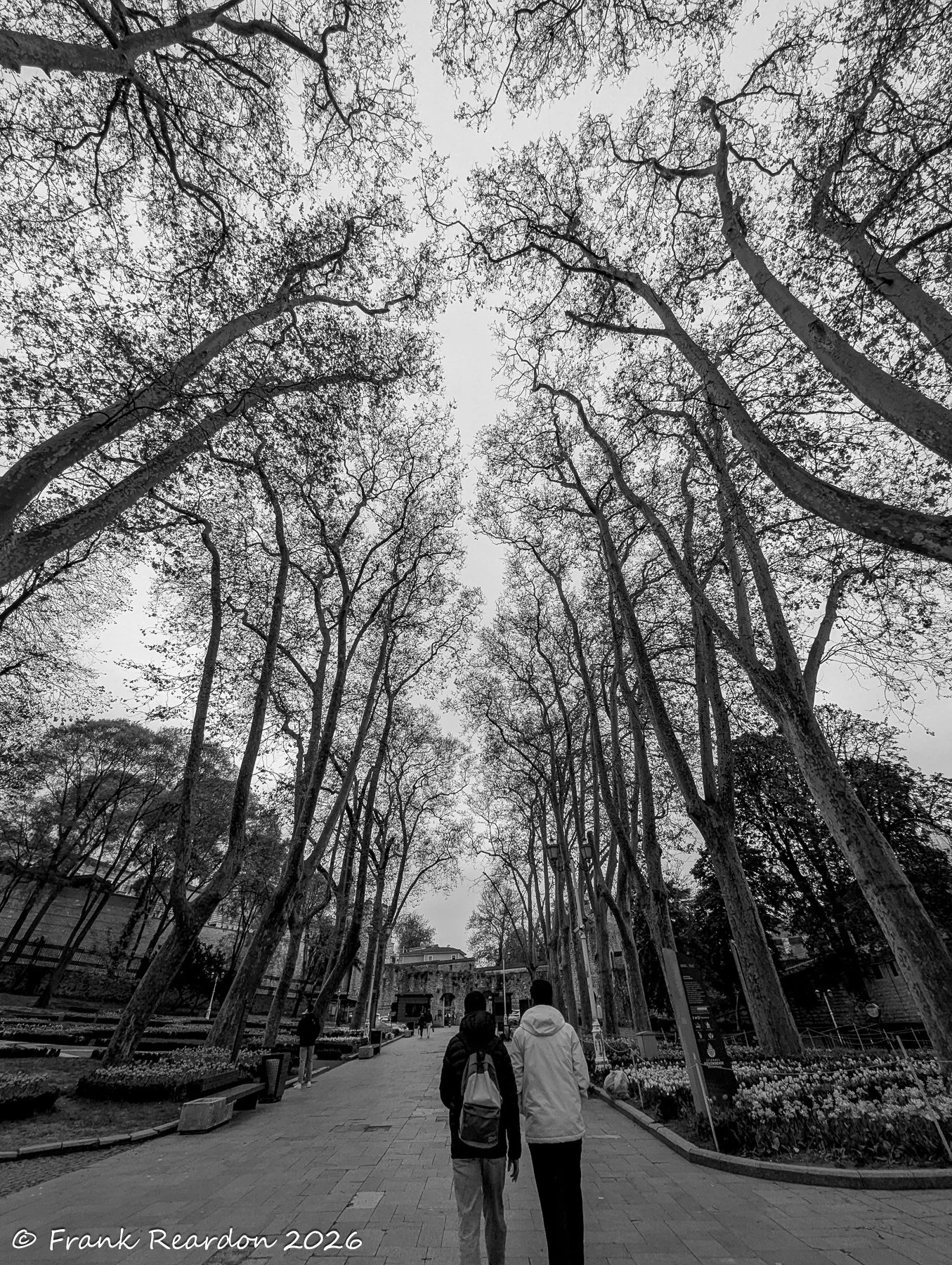 A dramatic, upward-looking black and white photo of a pedestrian path through Gülhane Park, bordered by towering, interwoven plane trees.