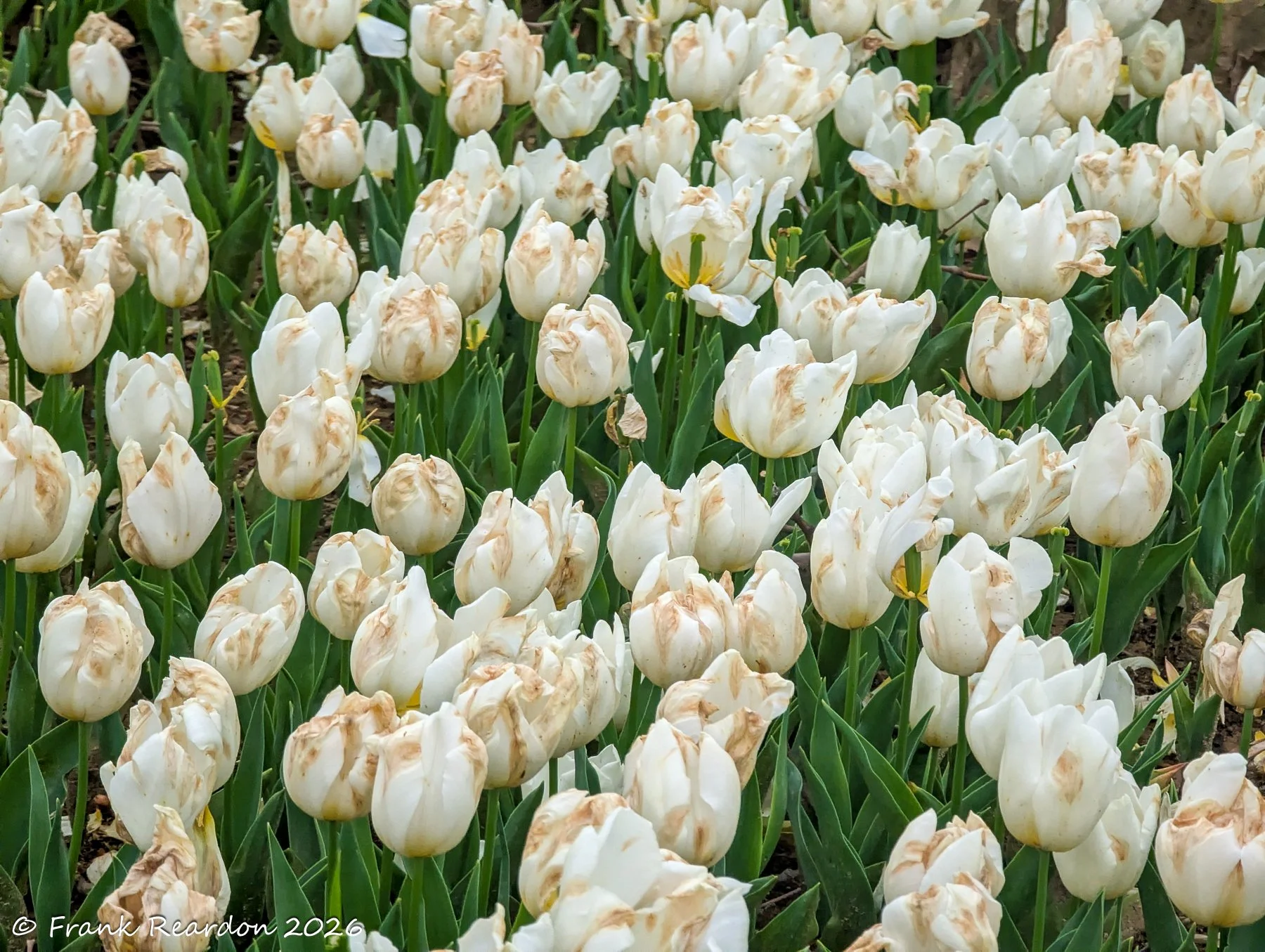 A close-up view of numerous white and lightly weathered tulips blooming amidst lush green leaves and stems.