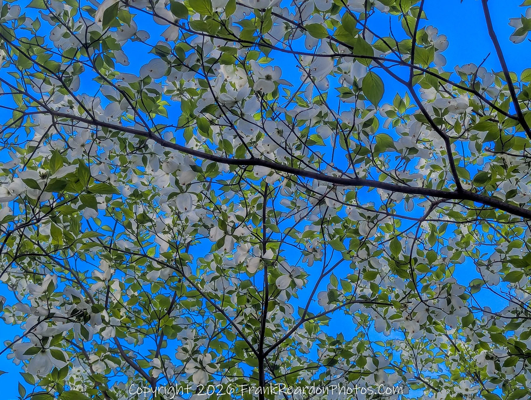  “Blossoms Against the Blue: Spring Canopy”